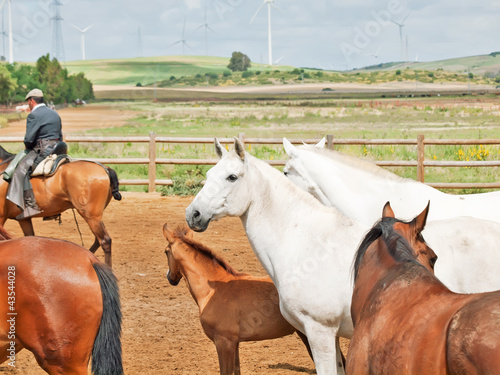 horses herd in spanish farm. Andalusia. Spain