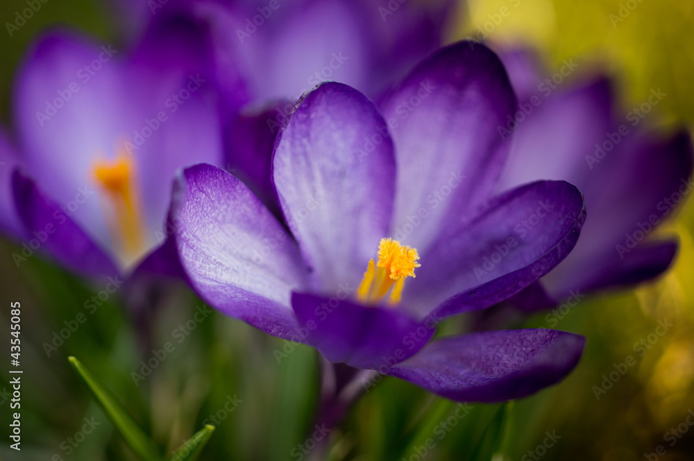 Fototapeta premium Crocus flower