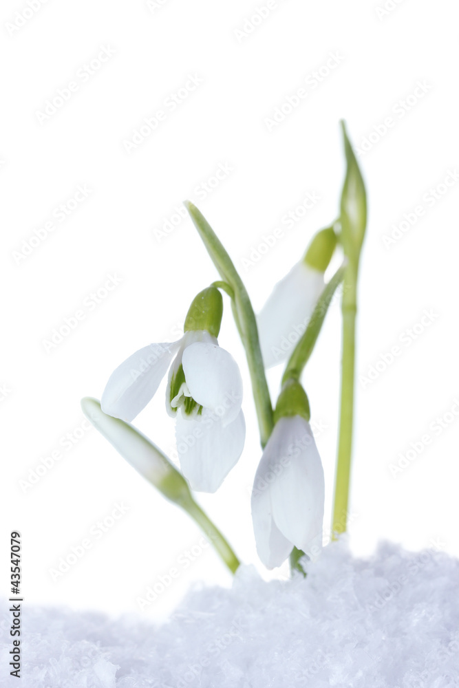 Obraz premium beautiful snowdrops in snow isolated on white