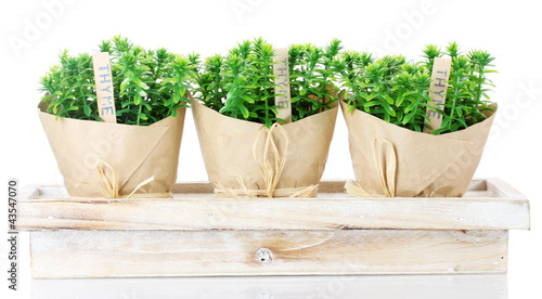 thyme herb plants in pots with beautiful paper decor