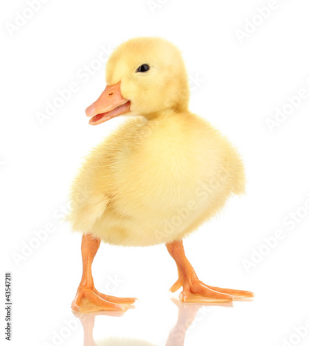 Duckling isolated on white