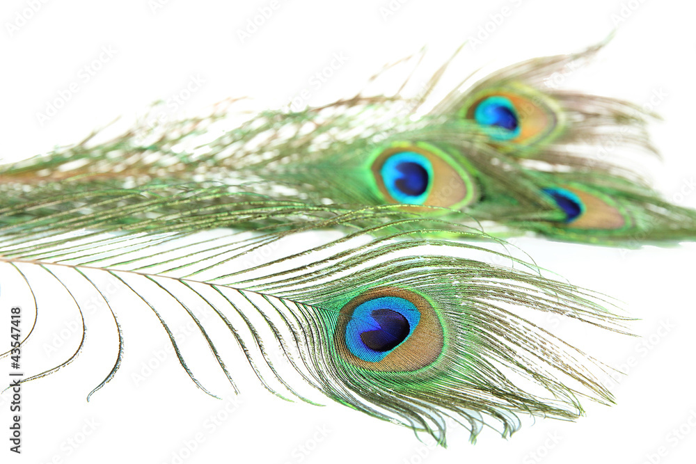 Obraz premium Peacock feathers on white background