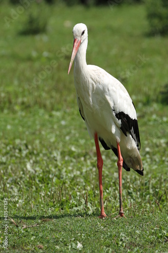 Storch