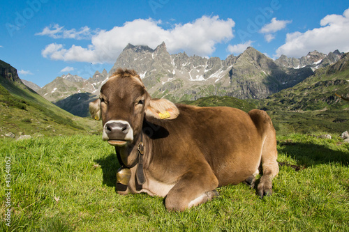 Glückliche Kühe © Netzer Johannes