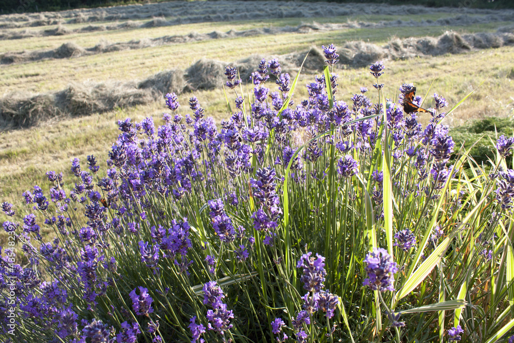 Fototapeta premium Lavender Flowers