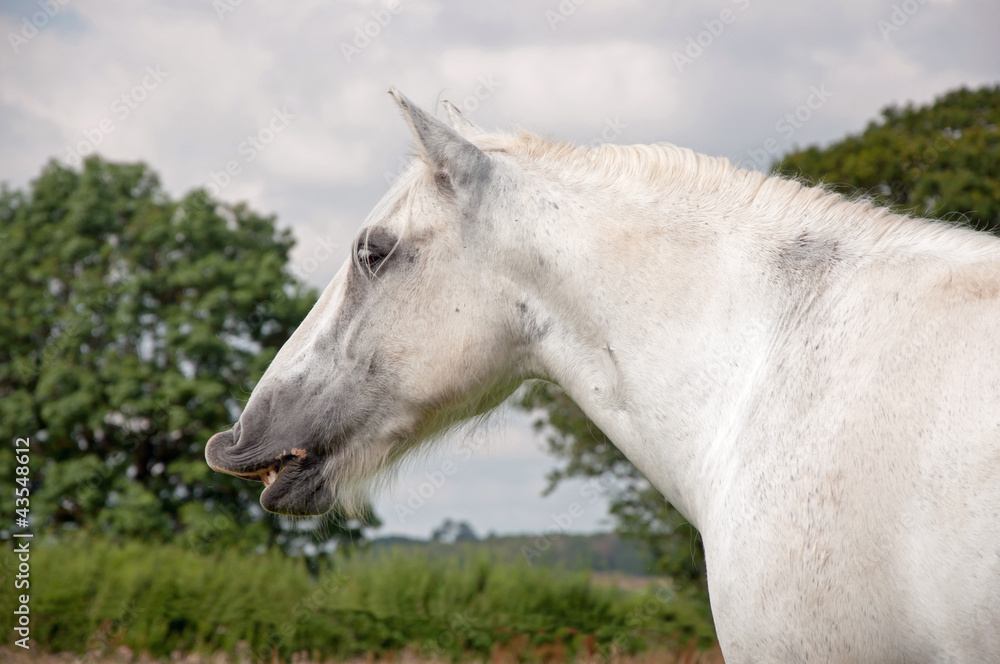 Fototapeta premium Flehmen response