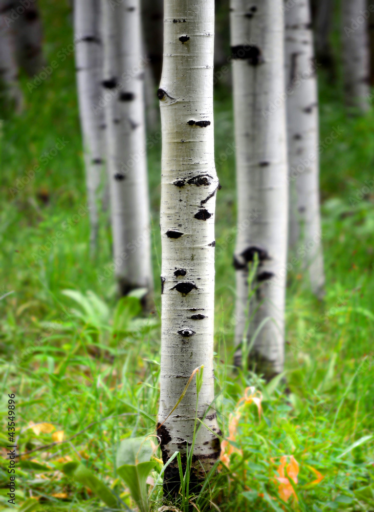 Naklejka premium Aspen Birch Trees in Summer