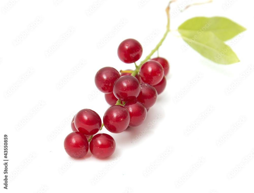 red bird-cherry tree red bird-cherry tree