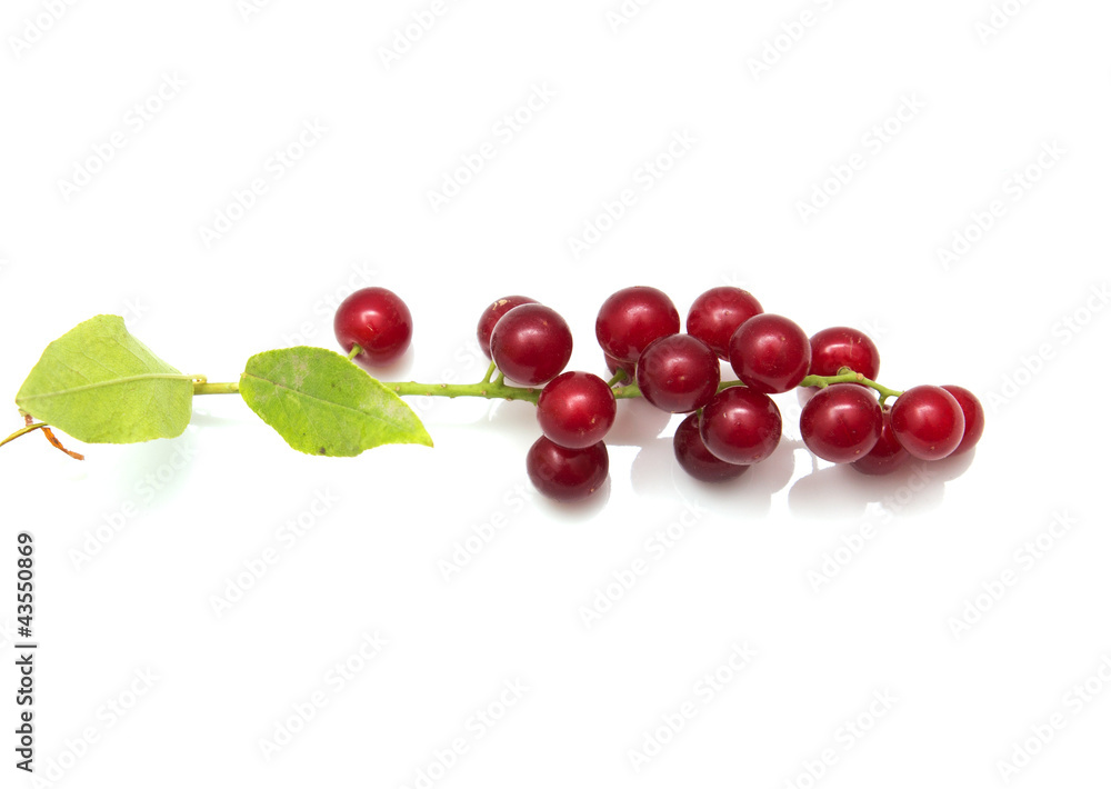 red bird-cherry tree red bird-cherry tree