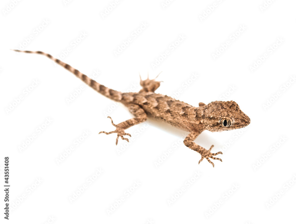 Naklejka premium lizard on white background