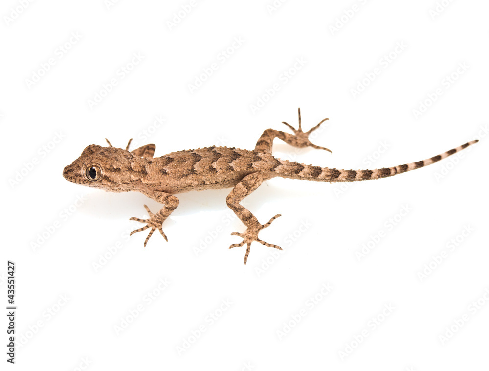 Naklejka premium lizard on white background
