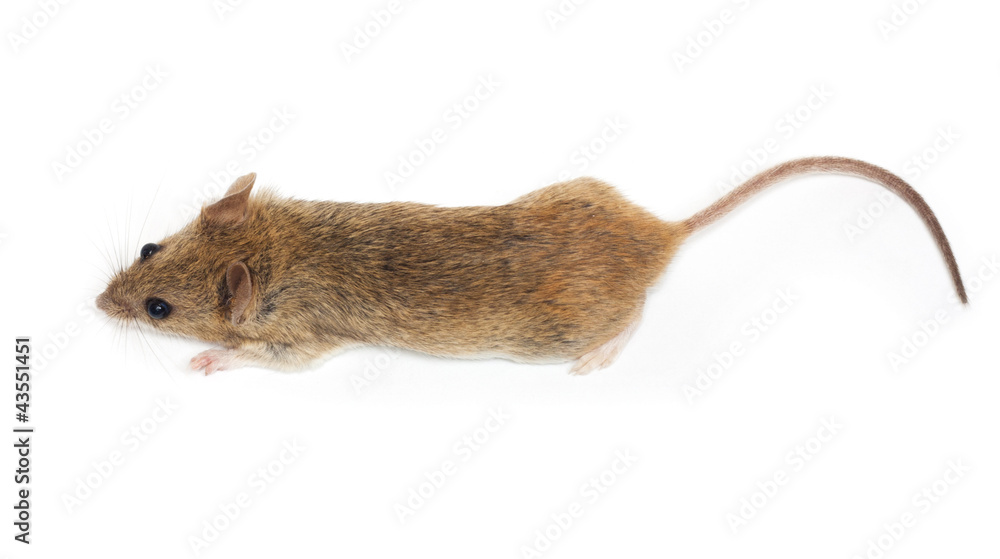 mouse on a white background mouse on a white background
