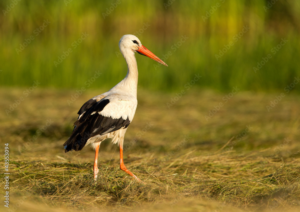 Lonely stork at the green field in summer day Lonely stork at the green field in summer day