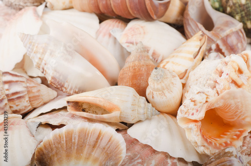 Sea shell as a background