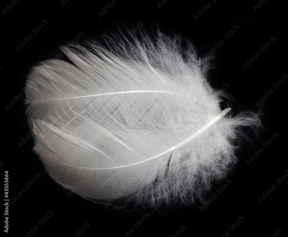 white feather of a bird on a black background