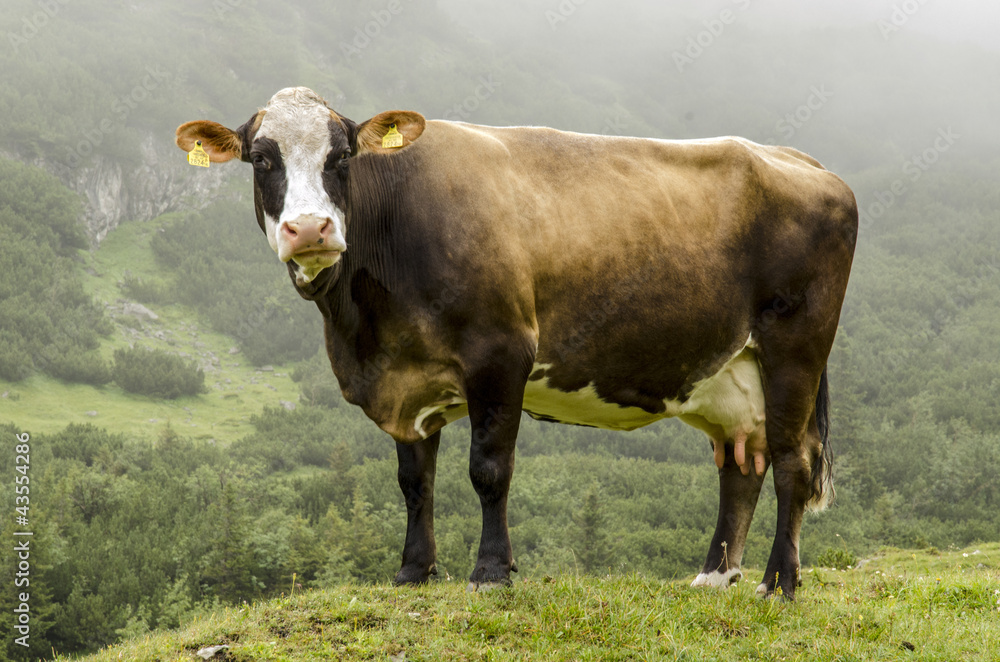 Rind - Alm Rind - Alm