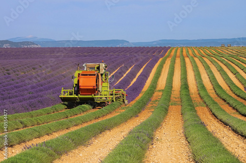 Lavendelfeld Ernte - lavender field harvest 04