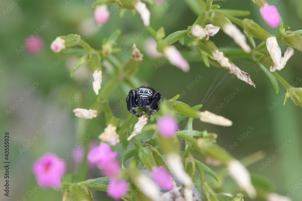Portrait einer Springspinne (Evarcha arcuata) Portrait einer Springspinne (Evarcha arcuata)