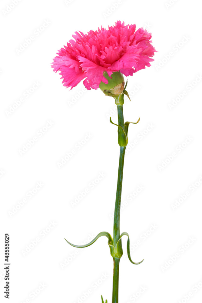 pink carnation isolated on white pink carnation isolated on white