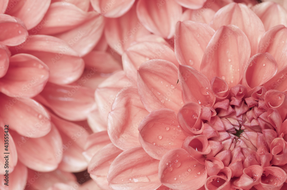dahlia