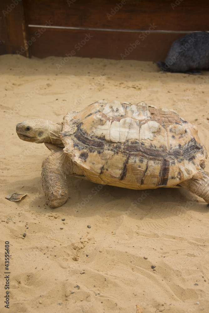 Obraz premium Big turtle in sandbox