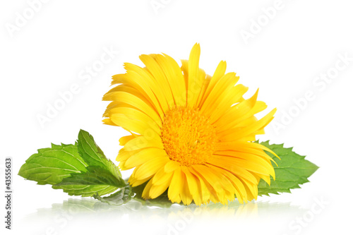 Fototapeta Naklejka Na Ścianę i Meble -  beautiful calendula flower, isolated on white