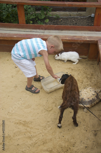 Boy playing with goat, rabbit and turtle