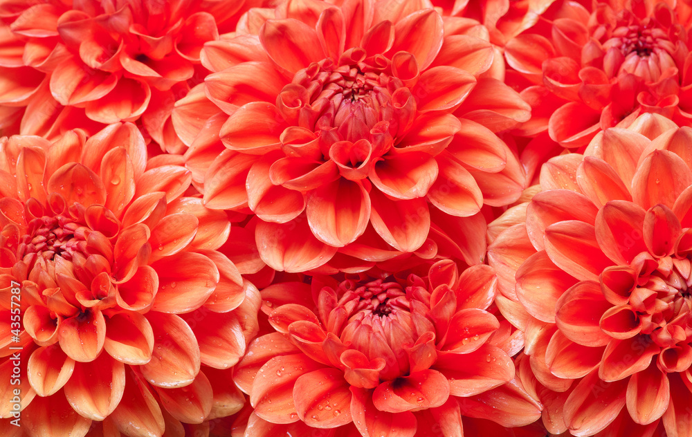 dahlia