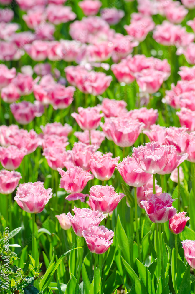 Fototapeta premium Garden with tulip flowers in summer