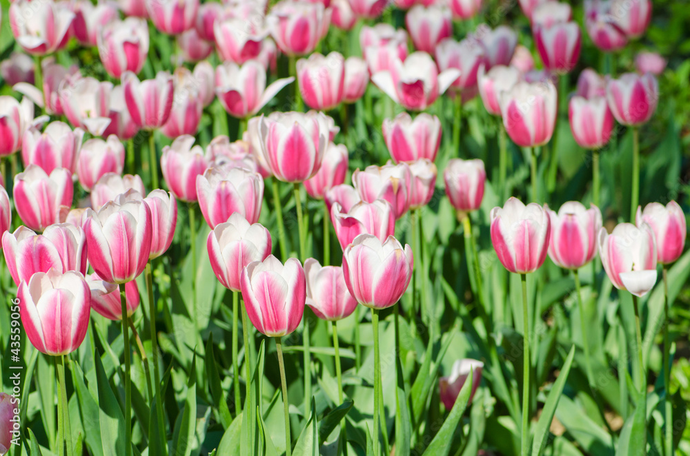 Garden with tulip flowers in summer Garden with tulip flowers in summer