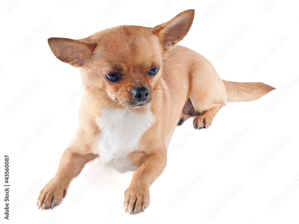Chihuahua dog on white background