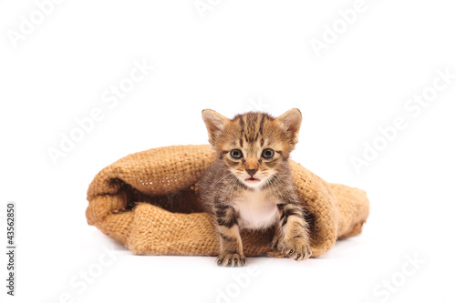 cute kitten in burlap sack on white background