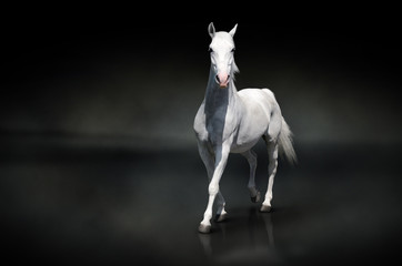 White horse isolated on black
