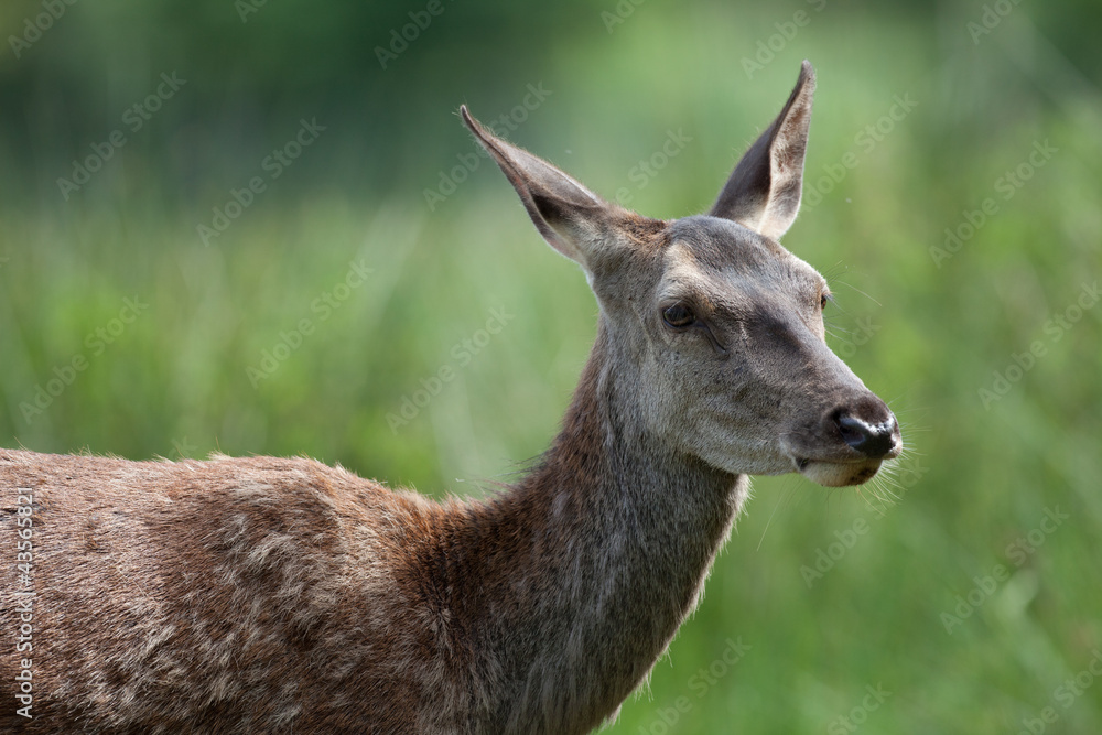 Biche Biche