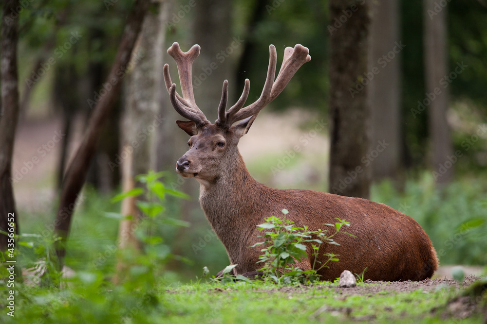 Cerf en velour Cerf en velour