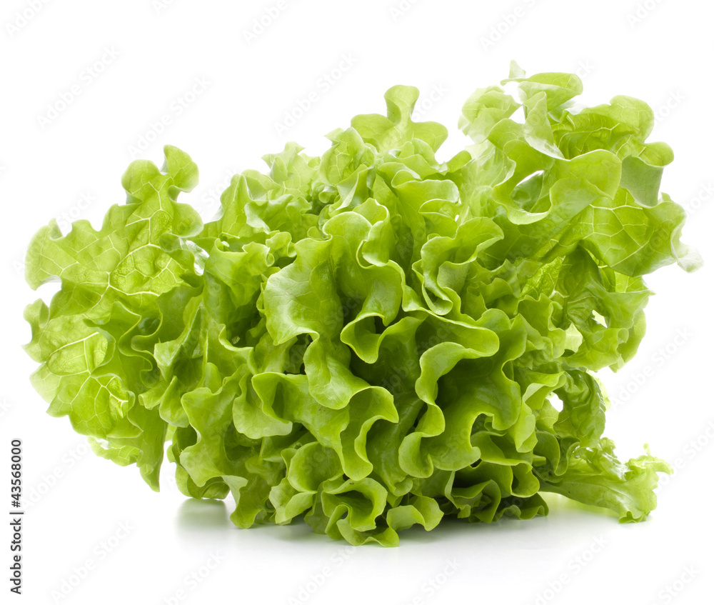 Fresh lettuce salad leaves bunch Fresh lettuce salad leaves bunch