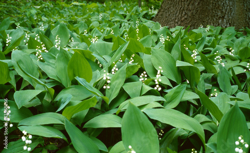 Fototapeta Naklejka Na Ścianę i Meble -  Lilies of the valley in a wood
