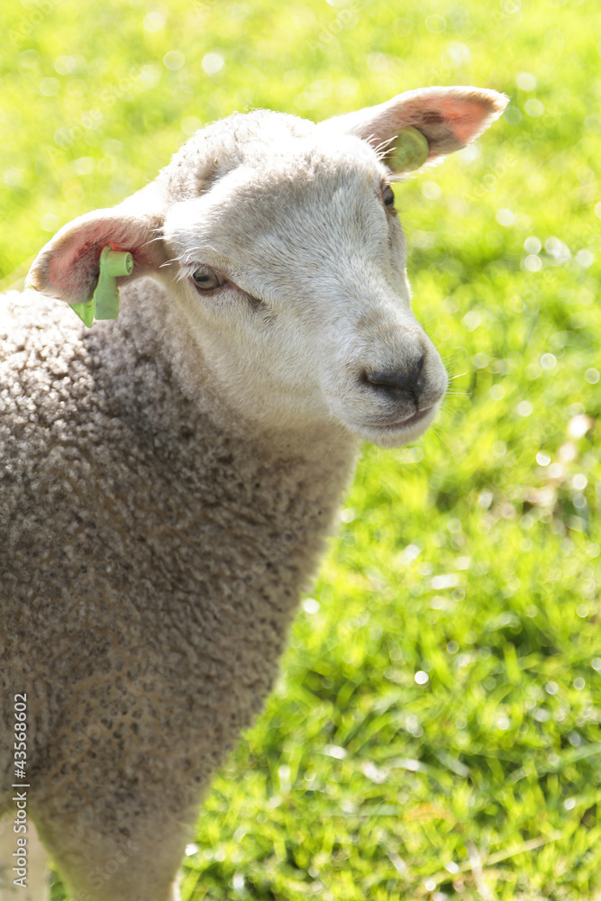 Cute wooly lamb looking