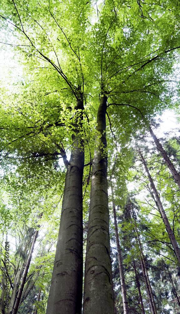 Fototapeta premium A green beech