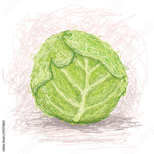 fresh cabbage vegestable