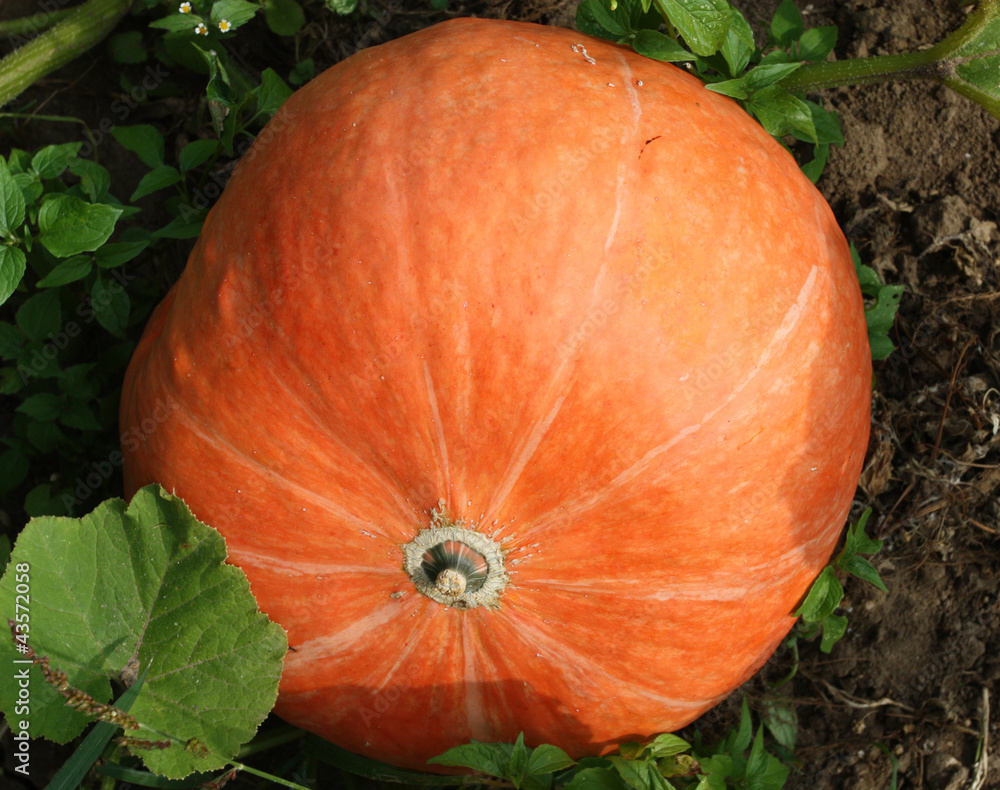 Obraz premium Pumpkin