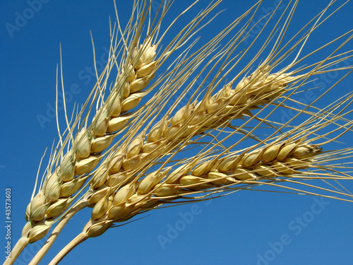 three golden wheat ears against blue sky