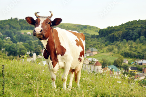 Stock image of a cow on a summer pasture © Nadiyka