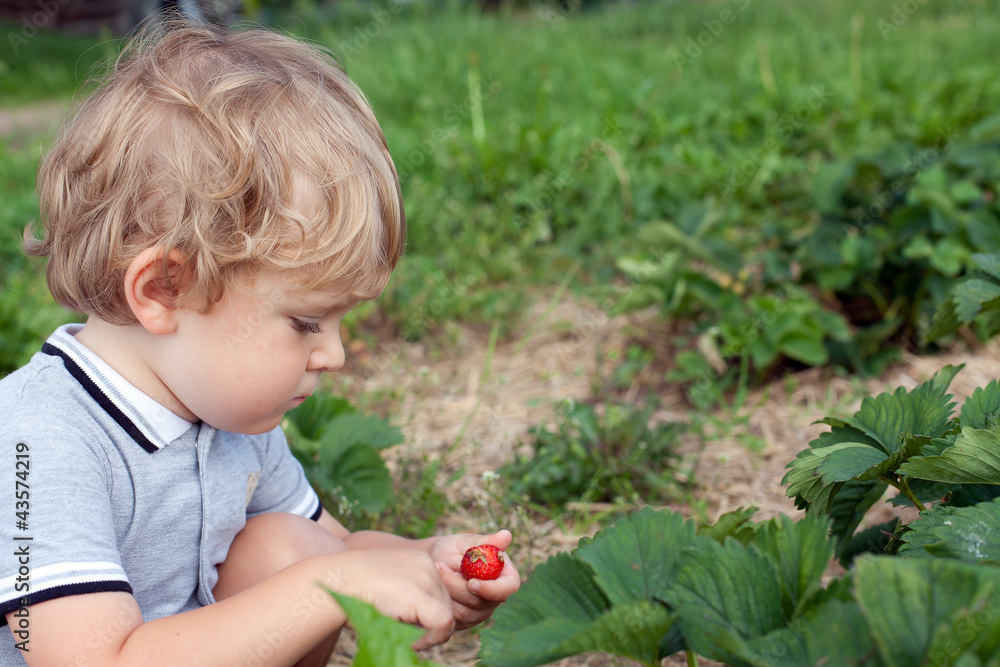 adorable baby boy with blond hairs on strawberry field adorable baby boy with blond hairs on strawberry field