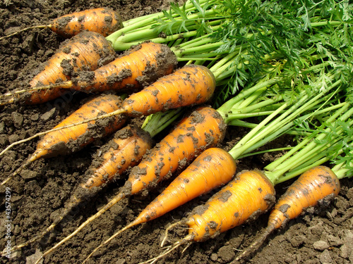 carrots harvest