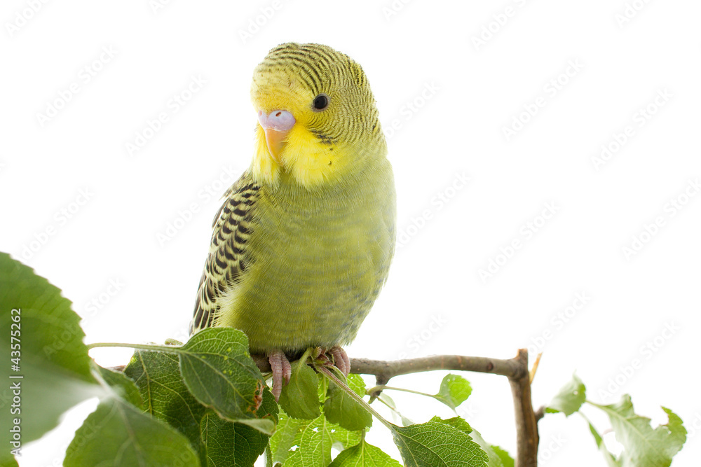 Naklejka premium papużka falista