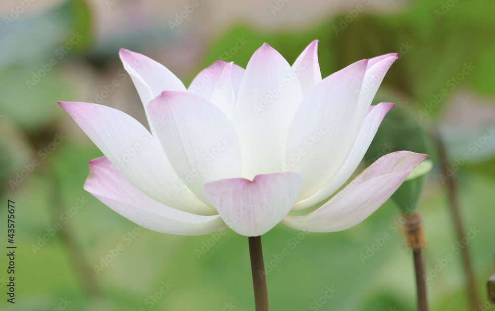 lotus lotus