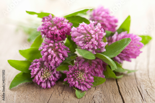 pink clover flower