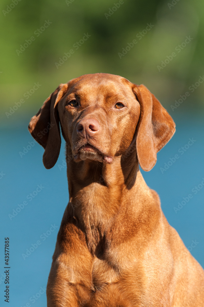 Vizsla Dog Portrait