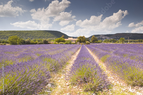 Fields of lavender near to Banon in Provence. photo